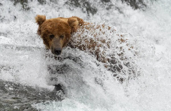 Alaska Bruine Beer Staat Stroomversnellingen Van Watervallen Vissen Zalm Mcneil — Stockfoto