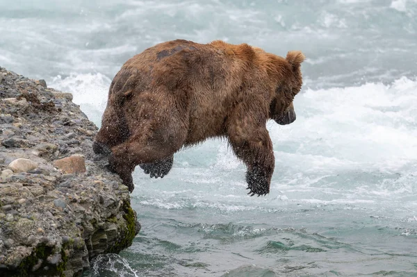 Alaskan Brown Bear Leaps Large Rock Attempt Catch Salmon Mcneil — Fotografia de Stock