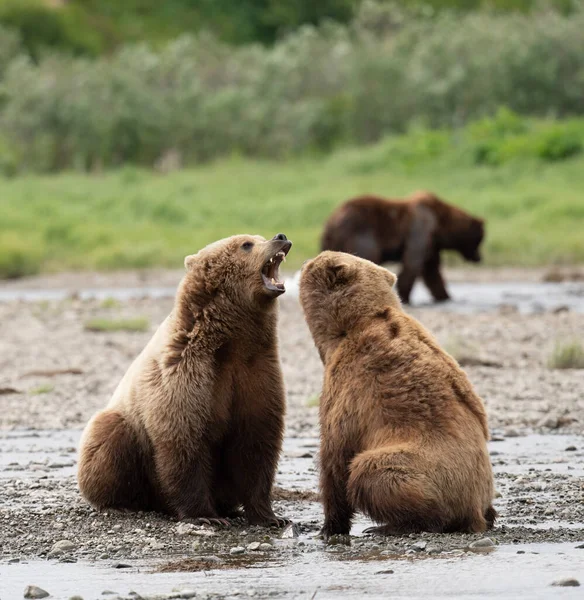 Deux Jeunes Ours Bruns Alaska Faisant Face Large Sur Rive — Photo