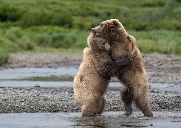 2人の少年アラスカの茶色のクマの赤ちゃんは マクニール川州立ゲームサンクチュアリと難民でミックフィッククリークの海岸で戦っている間に巨大に見える — ストック写真