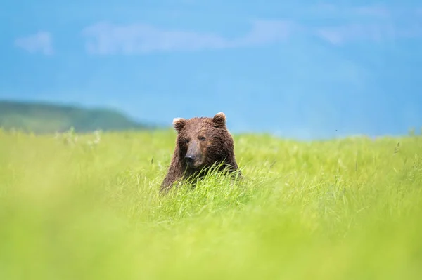 Alaskan Brown Bear Moving Trail Mcneil River State Game Santuary — Stok fotoğraf