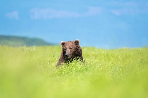 Alaskan Brown Bear Moving Trail Mcneil River State Game Santuary — Stock Photo, Image