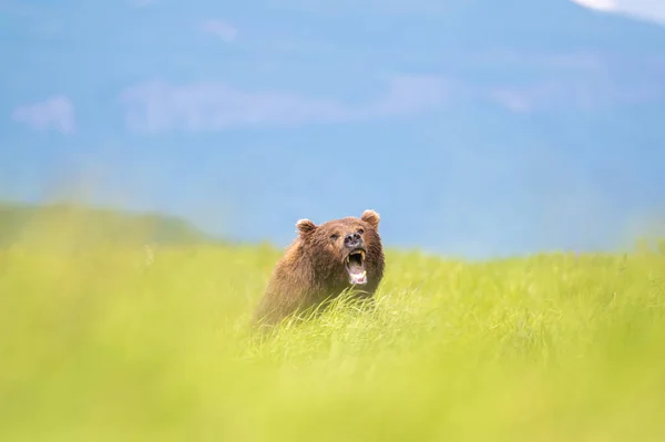 Alaska Brun Björn Flyttar Visar Sina Tänder Längs Ett Spår — Stockfoto