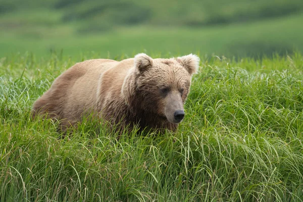 Alaskan Brown Bear Feeding Mcneil River State Game Sanctuary Refuge — Stock Fotó