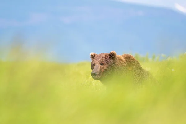 ⬇ Скачать Картинки Urso Com Fundo Florestal, Стоковые Фото Urso.