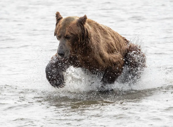 Alaskan Brown Bear Lunging Attempt Catch Salmon Mikfik Creek Mcneil — Stock fotografie