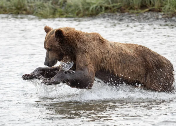 Alaskan Brown Bear Lunging Attempt Catch Salmon Mikfik Creek Mcneil — Foto de Stock