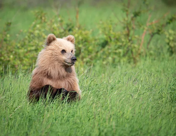 Αλάσκα Καφέ Αρκουδάκι Στέκεται Στα Πίσω Πόδια Της Στο Mcneil — Φωτογραφία Αρχείου