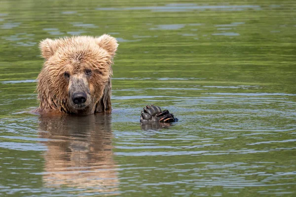 Young Alaskan Brown Bear Relaxing Playing Mikfik Creek Its Paws — Stock Photo, Image