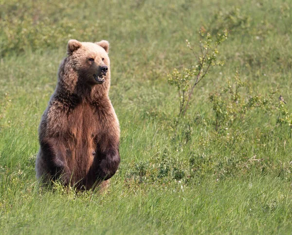 Μια Καφέ Αρκούδα Της Αλάσκας Που Στέκεται Στα Πίσω Πόδια — Φωτογραφία Αρχείου