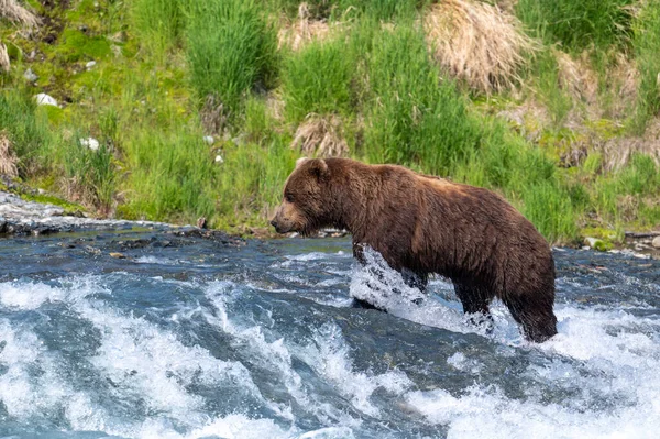 Orso Bruno Dell Alaska Piedi Nelle Rapide Delle Cascate Pesca — Foto Stock