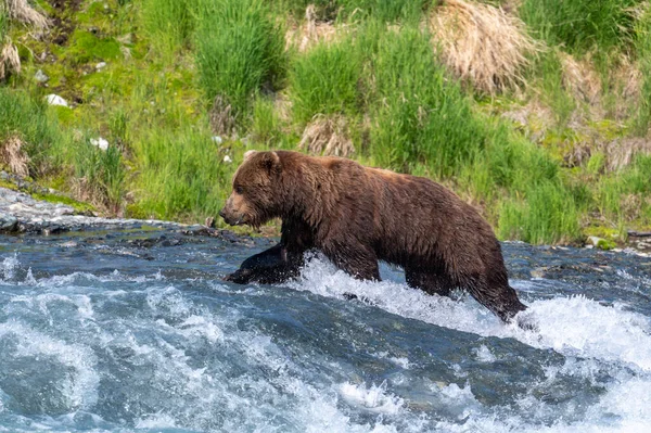 Alaskan Brown Bear Standing Rapids Falls Fishing Salmon Mcneil River — Stock Photo, Image