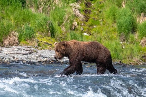 Ours Brun Alaska Debout Dans Les Rapides Des Chutes Pêchant — Photo