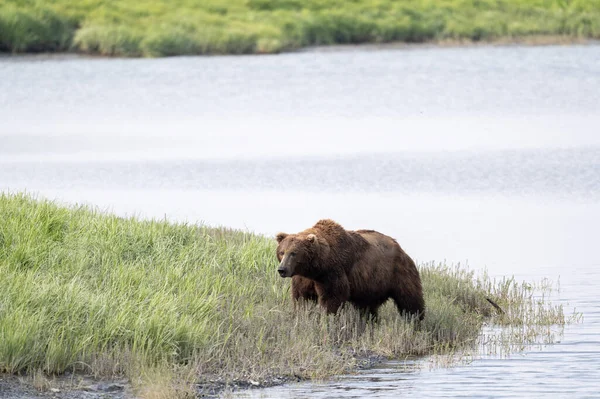 Bir Alaska Kahverengi Ayısı Mcneil Nehri Eyalet Mabedi Barınağı Ndaki — Stok fotoğraf