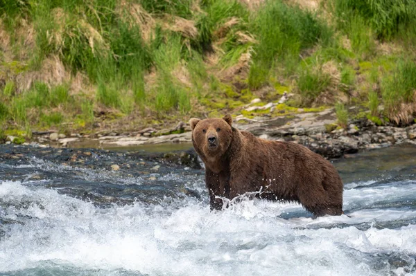 Аляскинский Бурый Медведь Стоящий Пороге Водопада Ловит Лосося Заповеднике Убежище — стоковое фото