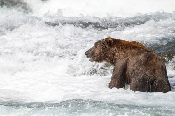 Алясці Бурий Ведмідь Стоїть Порогах Водоспаду Рибалка Лосося Річці Мак — стокове фото