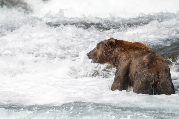 Alaskan Brown Bear Standing Rapids Falls Fishing Salmon Mcneil River — Stock Photo, Image