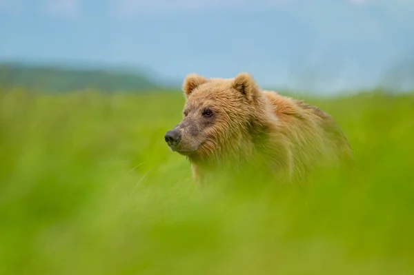 Alaskan Brown Bear Moving Trail Mcneil River State Game Santuary — Stock fotografie