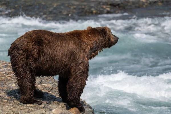 Alaskański Niedźwiedź Brunatny Stojący Nad Wodospadami Mcneil River State Game — Zdjęcie stockowe