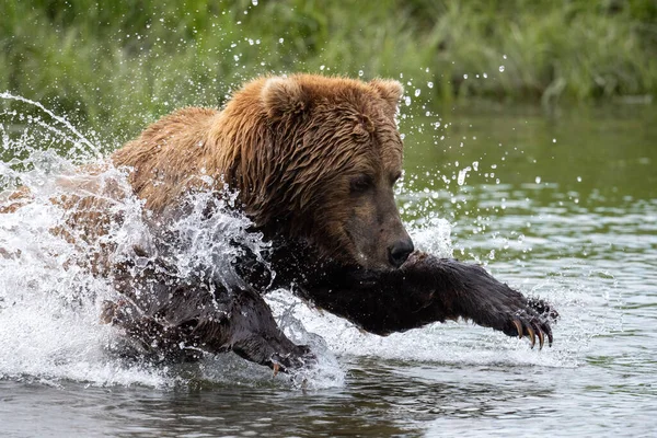 Alaskan Ruskea Karhu Syöksyy Kohti Lohta Mikfik Creekissä Mcneil River — kuvapankkivalokuva