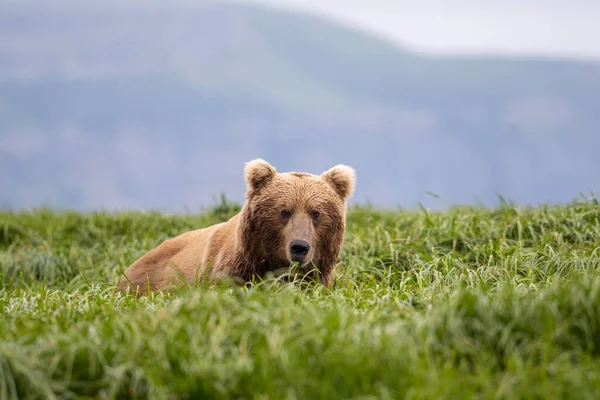 Alaskan Brown Bear Feeding Mcneil River State Game Sanctuary Refuge — Stock fotografie