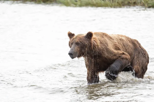 Alaskan Brown Bear Fishing Salmon Mikfik Creek Mcneil River State — ストック写真