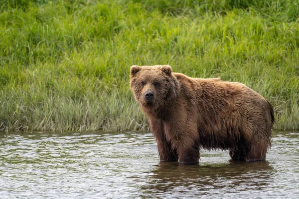 Alaski Niedźwiedź Brunatny Stojący Mikfit Creek Mcneil River State Game — Zdjęcie stockowe
