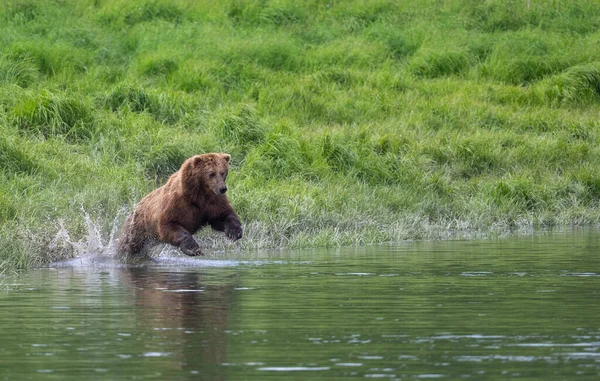 Alaskan Brown Bear Lunging Attempt Catch Salmon Mikfik Creek Mcneil — Stock Photo, Image