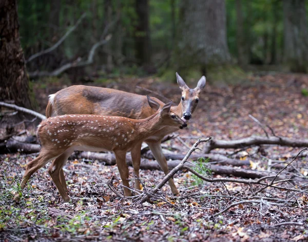 Cerf De Virginie Faon Et Biche Bebe Odocoileus Stock Photo