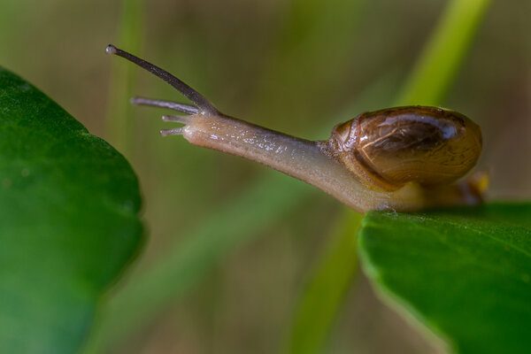 Snail crossing from leaf to leaf