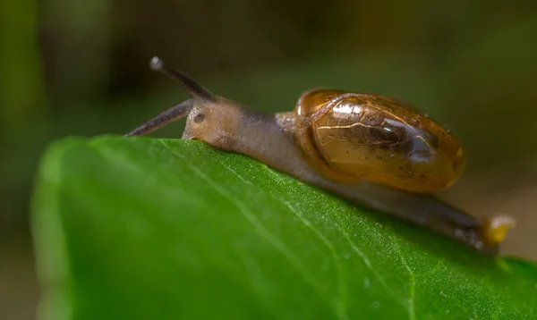 Close up view of a snail — Stock Photo, Image