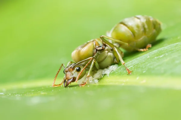 Riesenameise legt Eier — Stockfoto