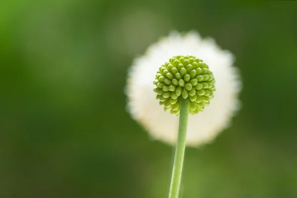 Flower bud and flower — Stock Photo, Image