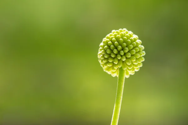 Blütenknospe — Stockfoto