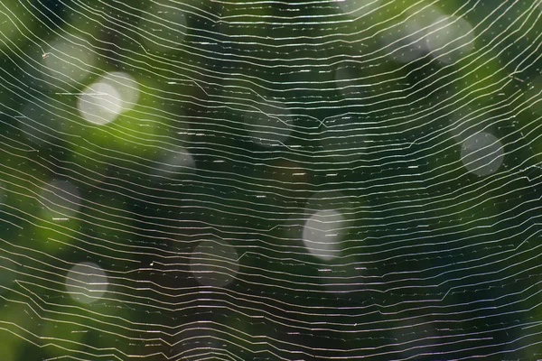 Spider web — Stock Photo, Image