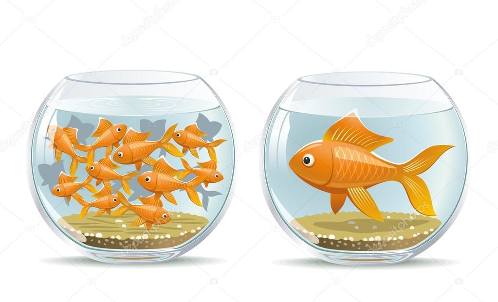 Aquarium comparison
