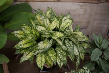 Aglaonema, beyaz-yeşil benekli yapraklar (Çin Evergreen) İlk Elmas veya Pamuk Prenses. Yapraklar beyaz ve yeşildir. Aglaonema bitkisi renkli bir bitkidir. Tayland 'da bir süs bahçesinde.