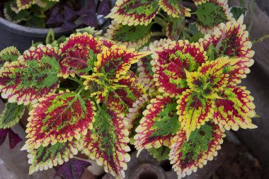 Coleus Rainbow, boyalı ısırgan otu (Coleus blumei, Plectranthus scutellarioides ve Solenostemon scutellarioides). Kalp şeklinde yapraklar kırmızı, sarı, yeşil, sivri uçlu. Tayland.