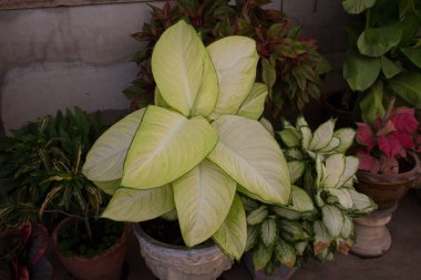 Dieffenbachia seguine, Dumb cane, Dumbcane Marianne has pale yellow leaf with green edge, paddle-shaped. It's  big leaf, growing in the ornamental garden. Thailand.