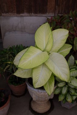 Dieffenbachia seguine, Dumb cane, Dumbcane Marianne has pale yellow leaf with green edge, paddle-shaped. It's  big leaf, growing in the ornamental garden. Thailand.