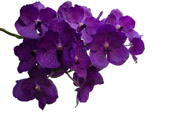 Hermosas Flores Orquídea Color Púrpura Vanda Están Floreciendo Casa Jardín — Foto de Stock