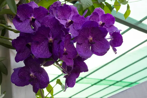 Hermosas Flores Orquídea Color Púrpura Vanda Están Floreciendo Casa Jardín — Foto de Stock