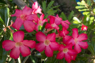 Çöl gülü, Sahte Azalea, Pembe bignonia ya da Impala zambağı gibi diğer isimlerle birlikte Adenyum obesum çiçekleri. Üzerinde 5 taç yaprağı olan pembe bir çiçek, tabanda koni şeklinde su damlaları ve güneşli bir günde güneş ışığı var..