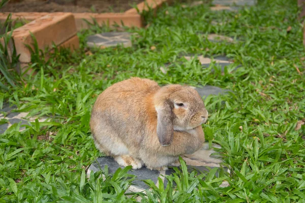 Coelho Bonito Com Orelhas Flácidos Marrom Gordinha Está Descansando Gramado — Fotografia de Stock