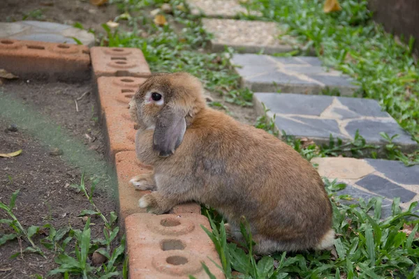 Cute rabbit with sagging ears and chubby brown is playing in garden of country house. It was tamed Holland Lop rabbit. It\'s fat, young, fluffy and playful. Chiang Mai Thailand.