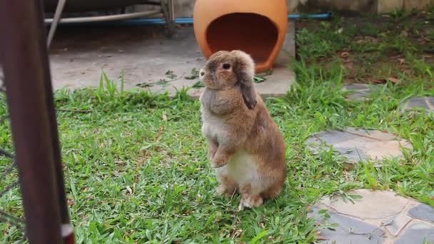 Bella Marrone Holland Lop Coniglio Era Piedi Guardando Qualcosa Naso — Video Stock