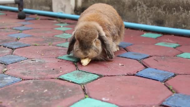 홀랜드 귀여운 갈색토끼는 시멘트 바닥에서 맛있게 바나나를 푹신푹신 부드럽다 길쭉하고 — 비디오