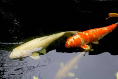Açık sarı Yamabuki Ogon ve kırmızı beyaz Omoyo Kohaku süslü sazan balıkları balık havuzunda mutlu bir şekilde yüzüyorlar. Kuzu Tayland.