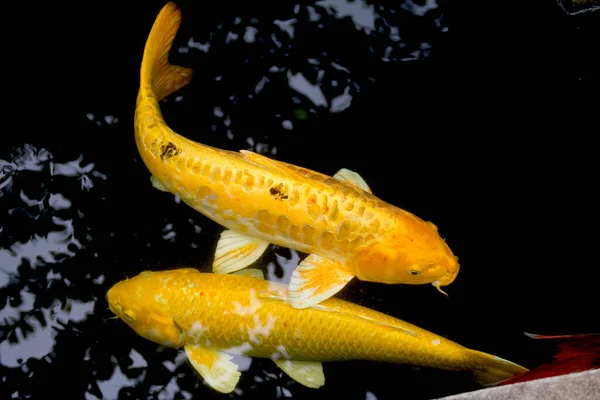 Peces Carpa Lujo Amarillo Dorado Karashigoi Nanashigoi Están Nadando Felizmente — Foto de Stock