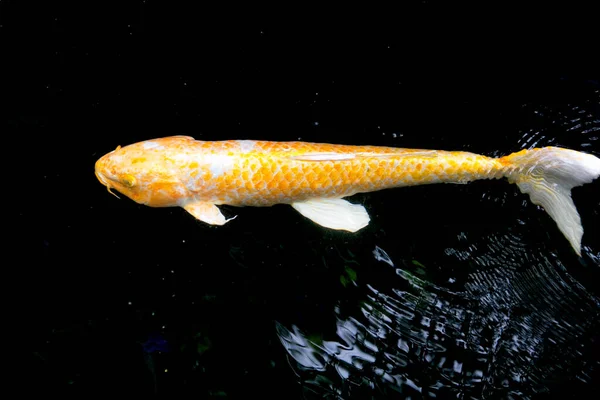 Κίτρινο Λευκό Φανταχτερό Ψάρι Κυπρίνου Είναι Ευτυχώς Κολύμπι Λίμνη Ψαριών — Φωτογραφία Αρχείου